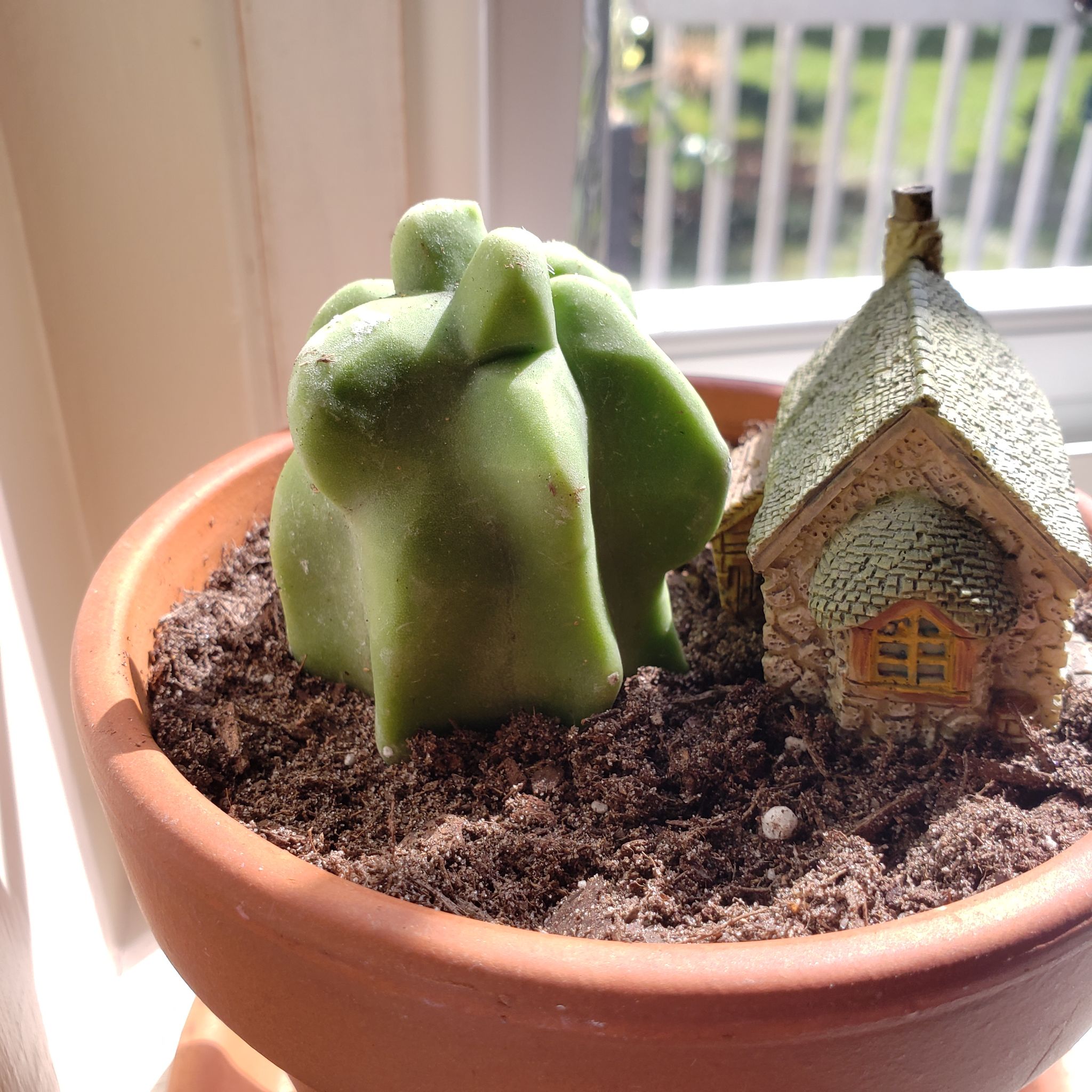 Photo of the plant species Spiral Totem Pole Cactus by @KnightCornbind named T on Greg, the plant care app