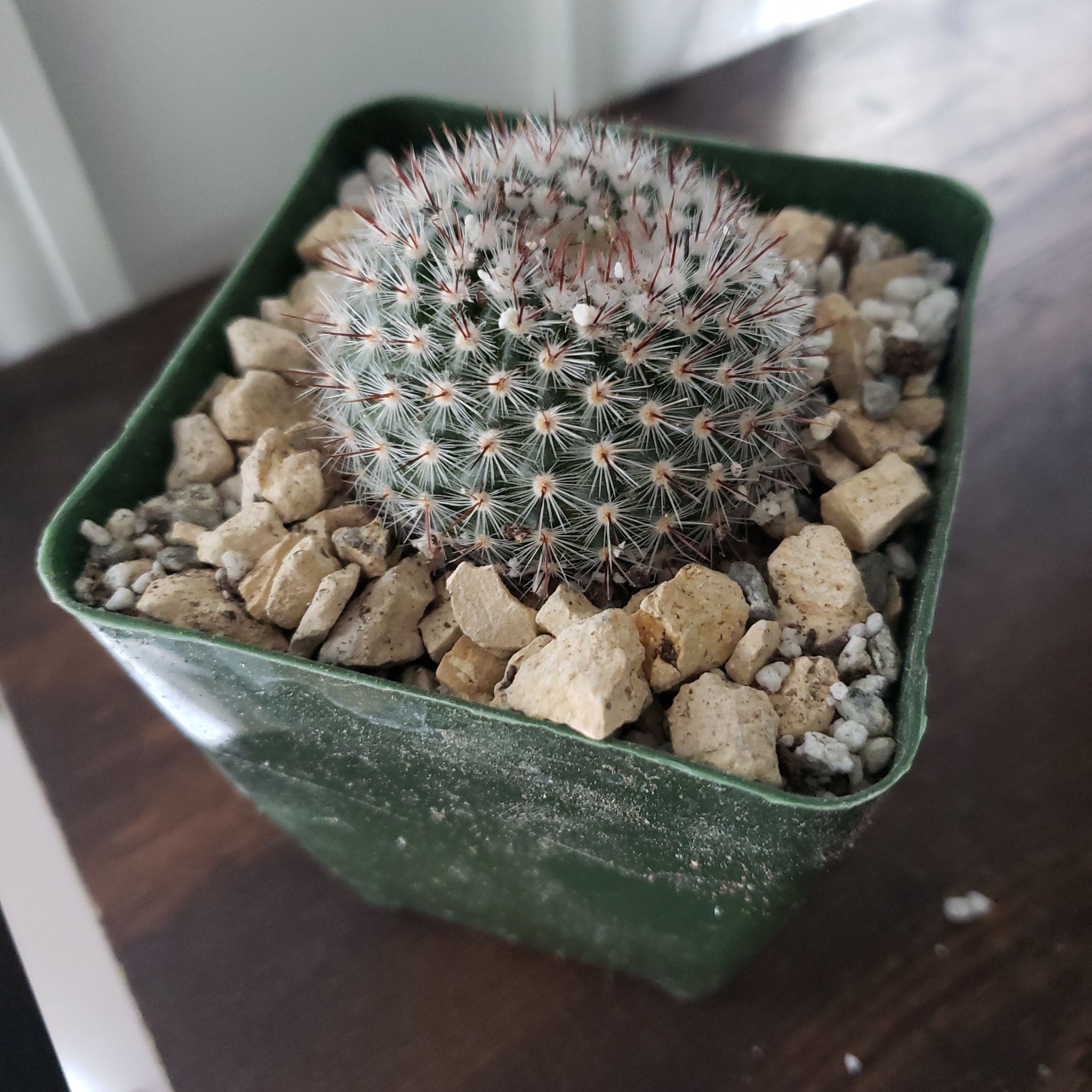 Mammillaria Formosa cactus in a green pot with rocky soil, appears healthy.