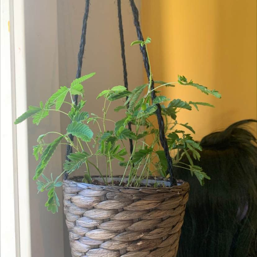 Hanging basket with a healthy Sensitive Plant (Mimosa pudica).
