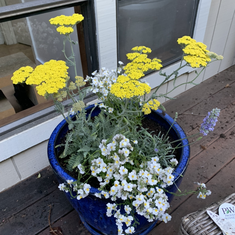 Photo of the plant species Nemesia Fruiticans by @graciegraciebobacie named Stella on Greg, the plant care app
