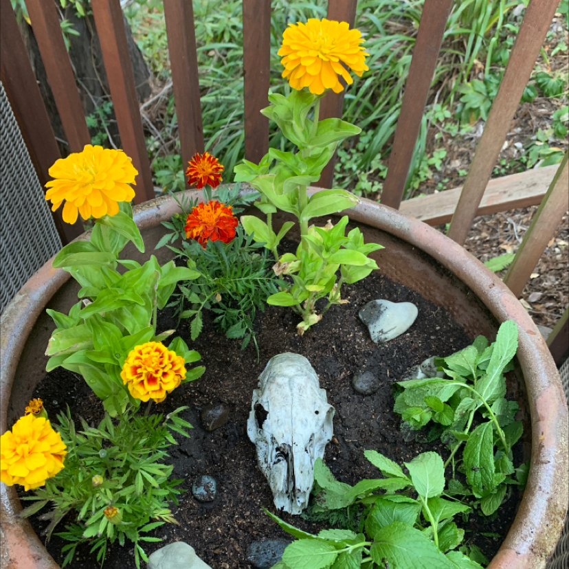 Photo of the plant species Common Zinnia by @graciegraciebobacie named Marley on Greg, the plant care app