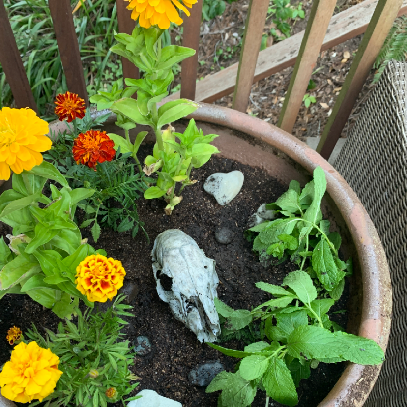 Spearmint plant photo by @graciegraciebobacie named Osmo on Greg, the plant care app.