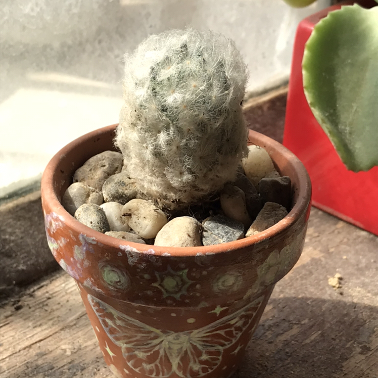 Feather Cactus in a decorative pot with pebbles covering the soil.