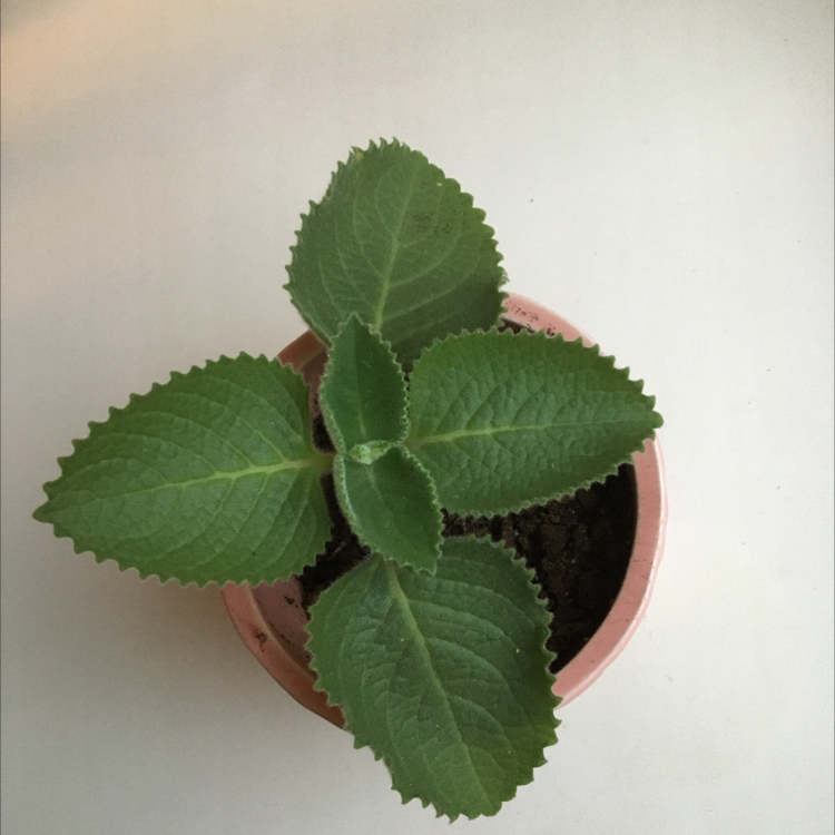 Potted Mexican Mint plant with green serrated leaves, healthy and well-centered.