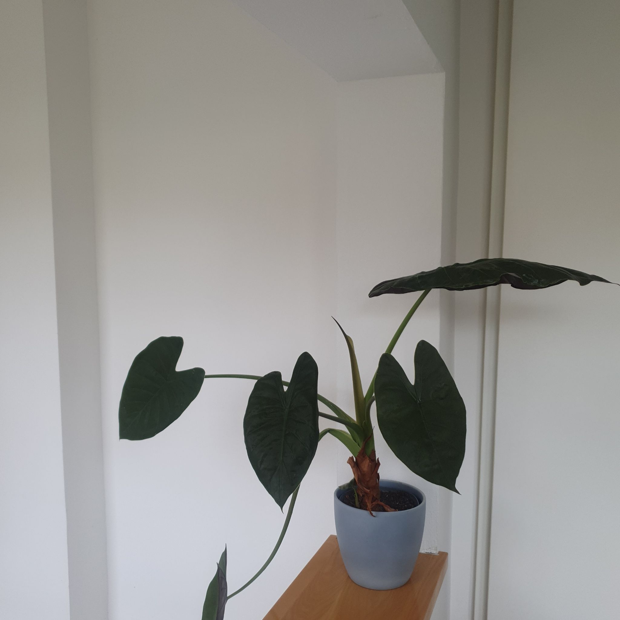 Potted New Guinea Shield plant with large, dark green leaves in a plain background.