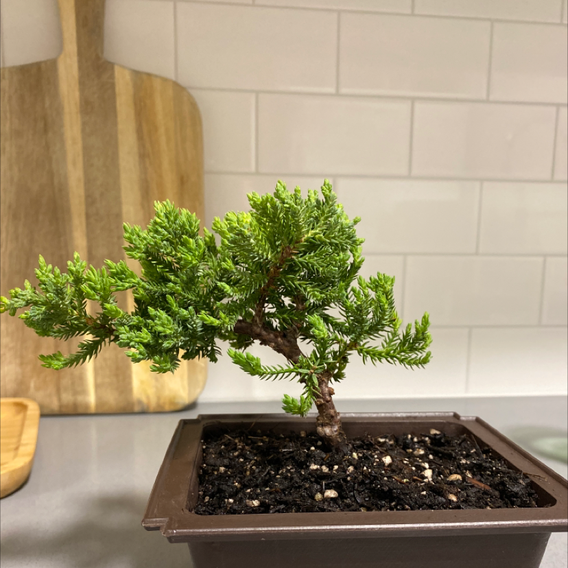 Healthy Sargent Juniper plant in a rectangular pot with visible soil.