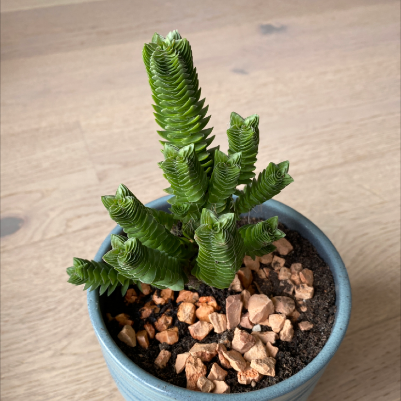 Pagoda Mini Jade plant in a pot with visible soil and decorative stones.