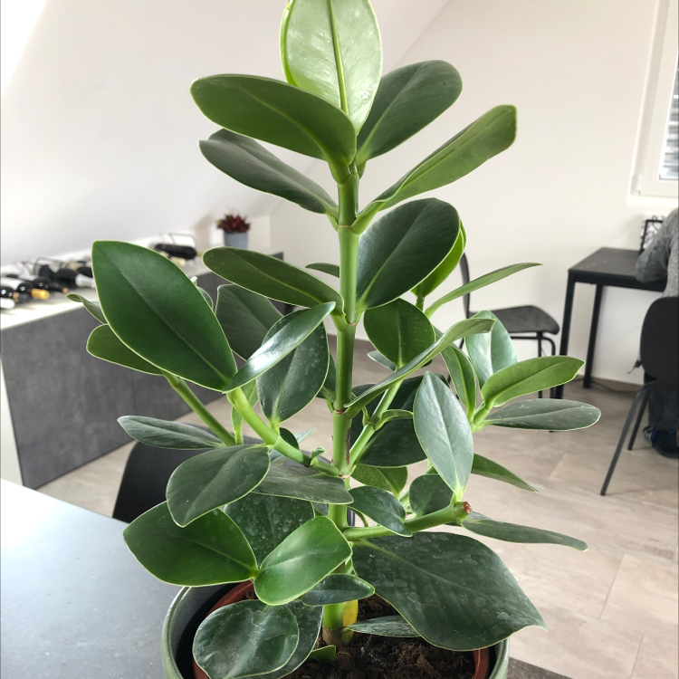 Photo of the plant species Autograph Tree by @ela named Kłapcioszek on Greg, the plant care app