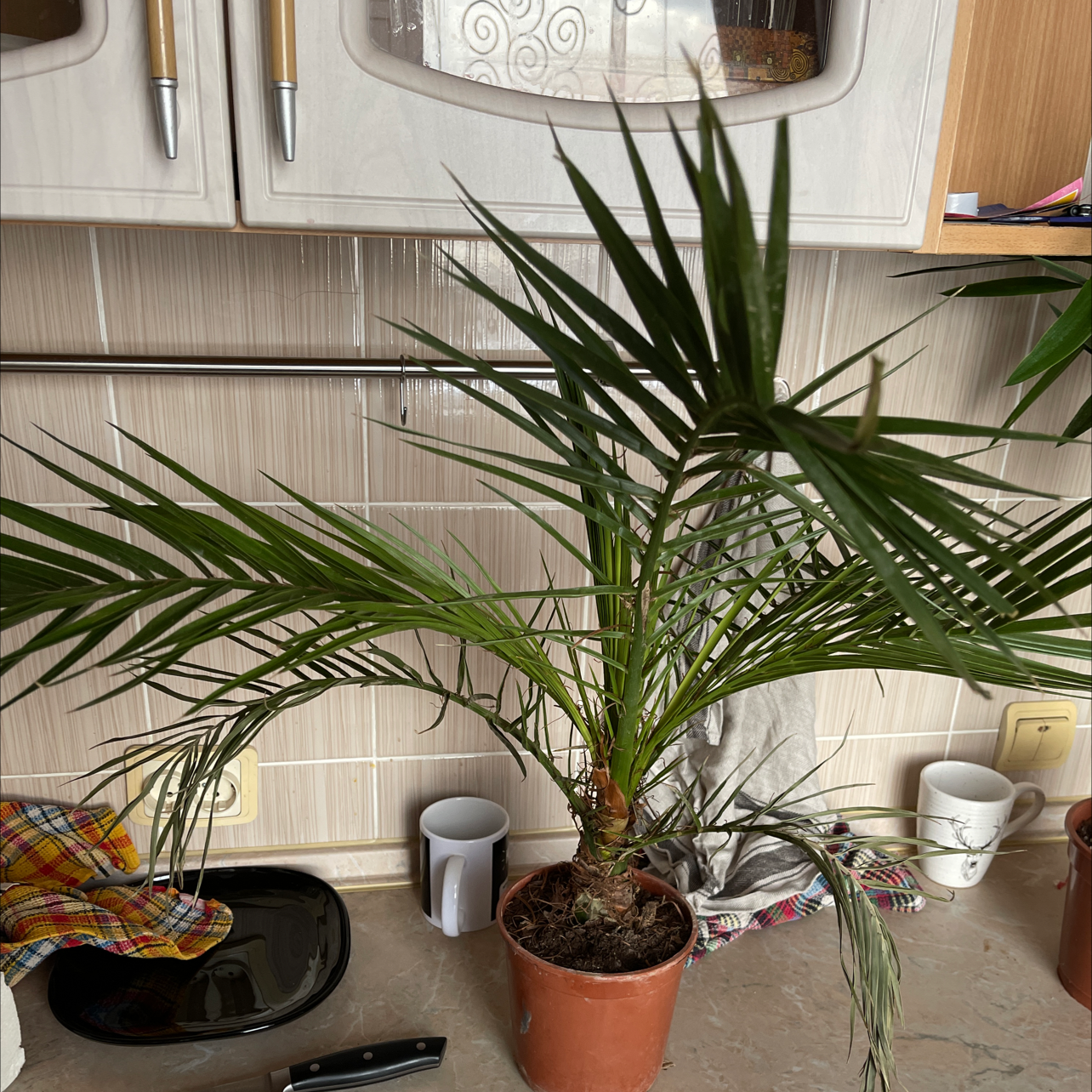 Healthy pygmy date palm plant with lush green fronds in a clay pot on a kitchen counter.