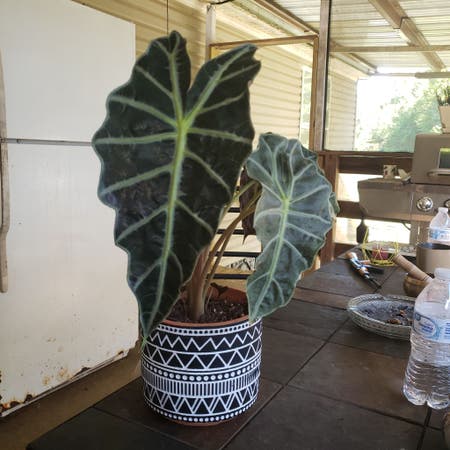 Photo of the plant species african mask by Sweetbacchus named Zion on Greg, the plant care app