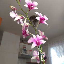 Orchid Tree plant