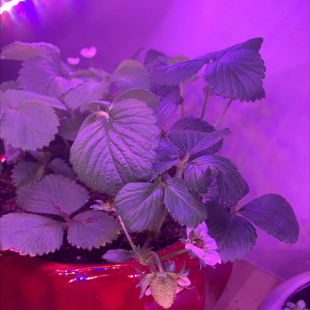Photo of the plant species California Strawberry by @Kerm23 named Strawberry on Greg, the plant care app