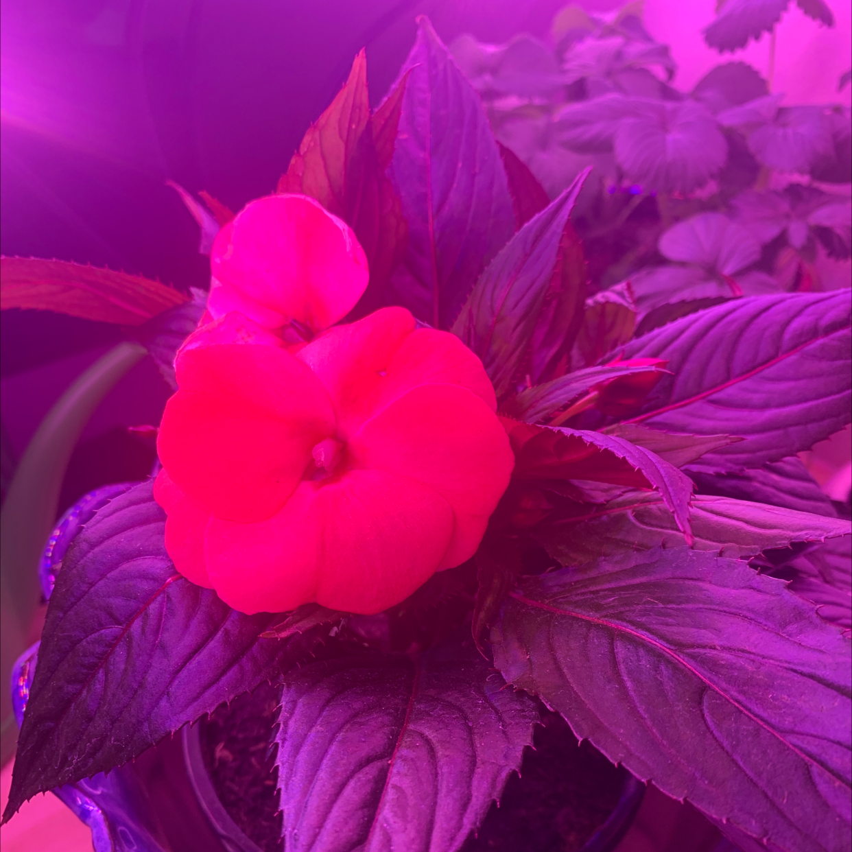 New Guinea Impatiens plant with vibrant flowers under pinkish artificial lighting.