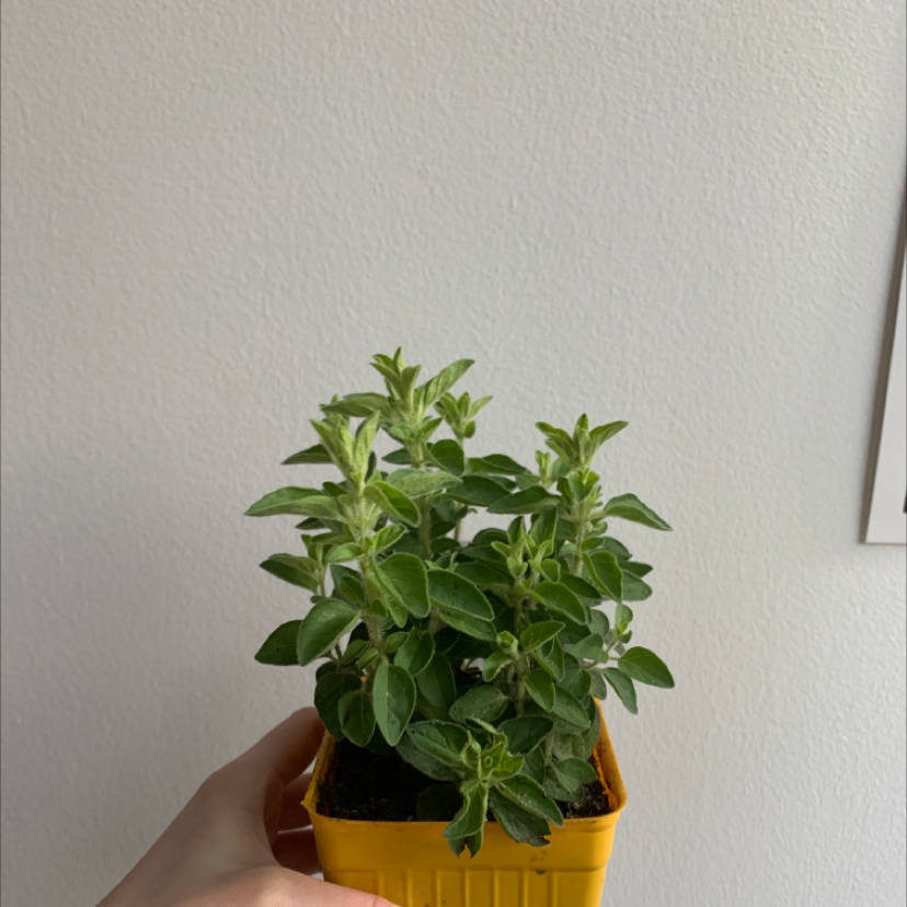 Healthy potted oregano plant with lush green leaves, held in hand against white background.