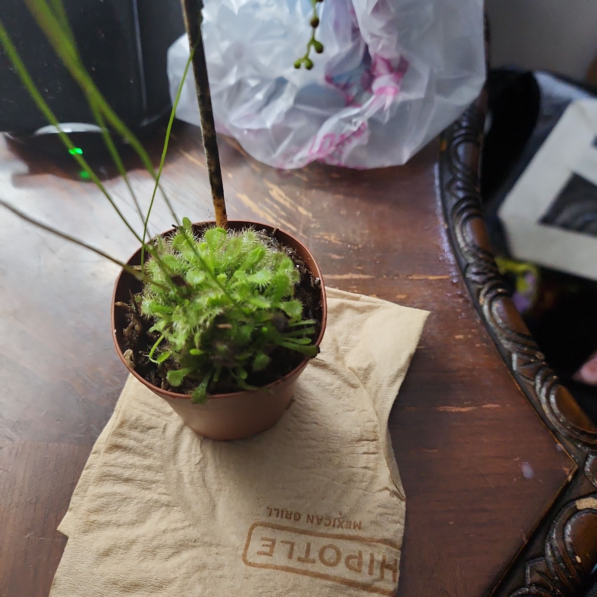 Potted Round-Leaved Sundew plant on a table with visible soil and healthy foliage.