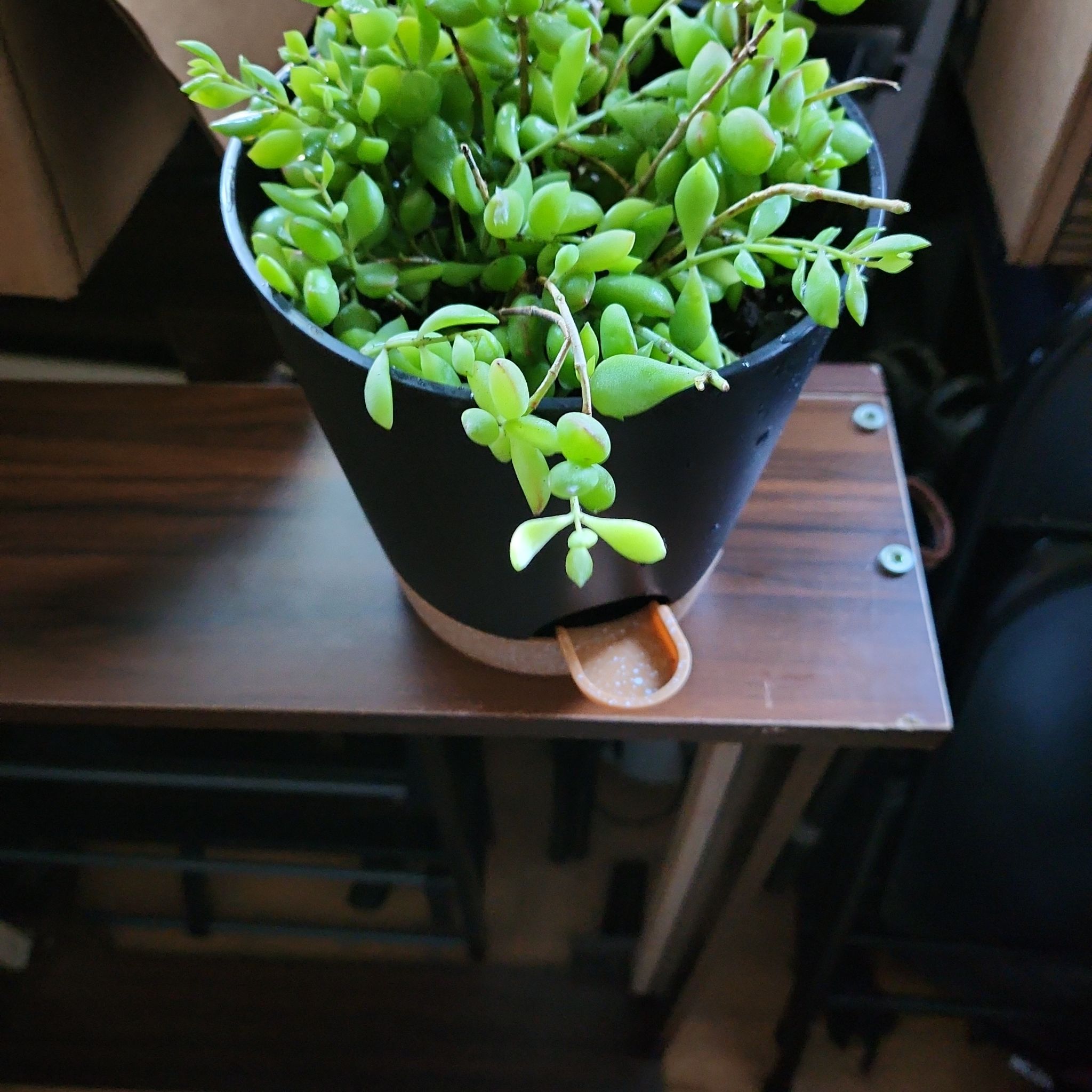 Potted Cliff Cotyledon plant with small, green, succulent leaves.