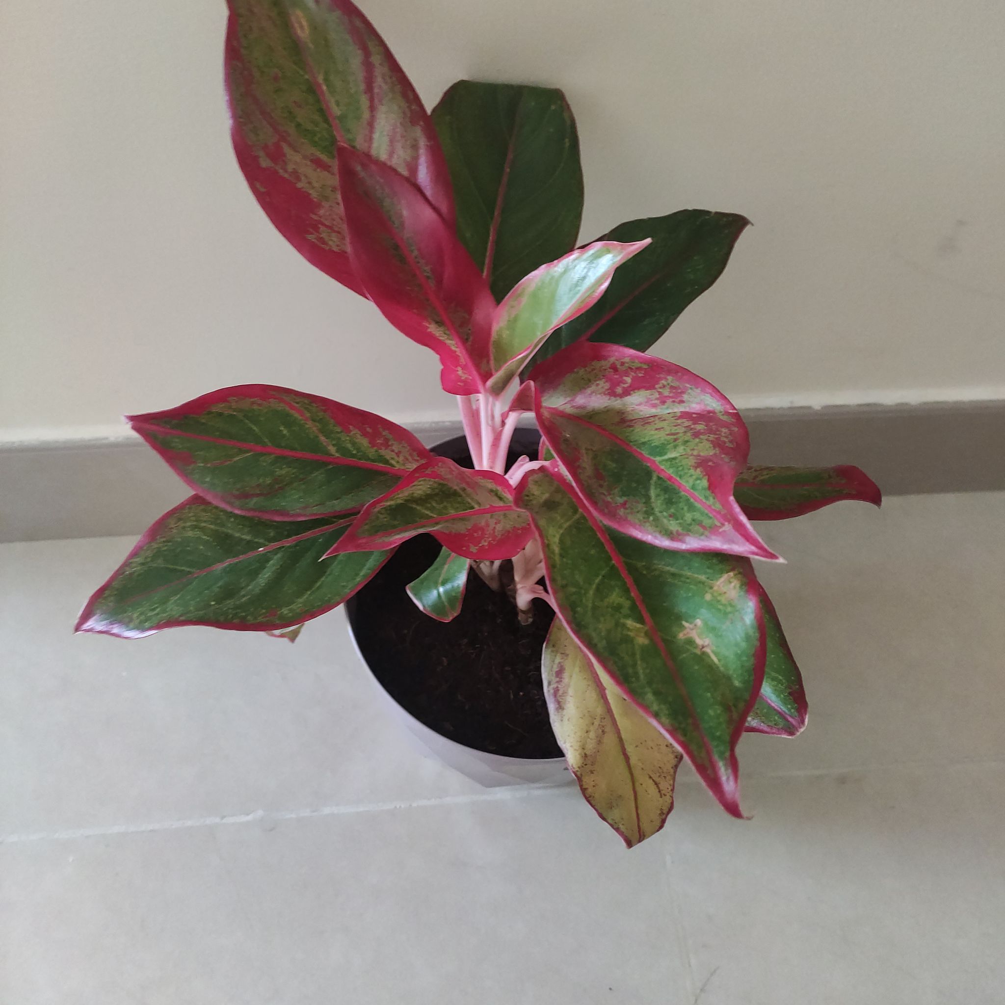 Photo of the plant species Agloanema 'Harlequin' by @EducatedAnahaw named B on Greg, the plant care app
