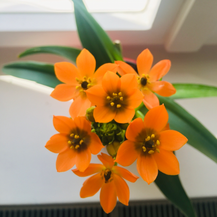 Sun Star plant with vibrant orange flowers and green leaves, appearing healthy.