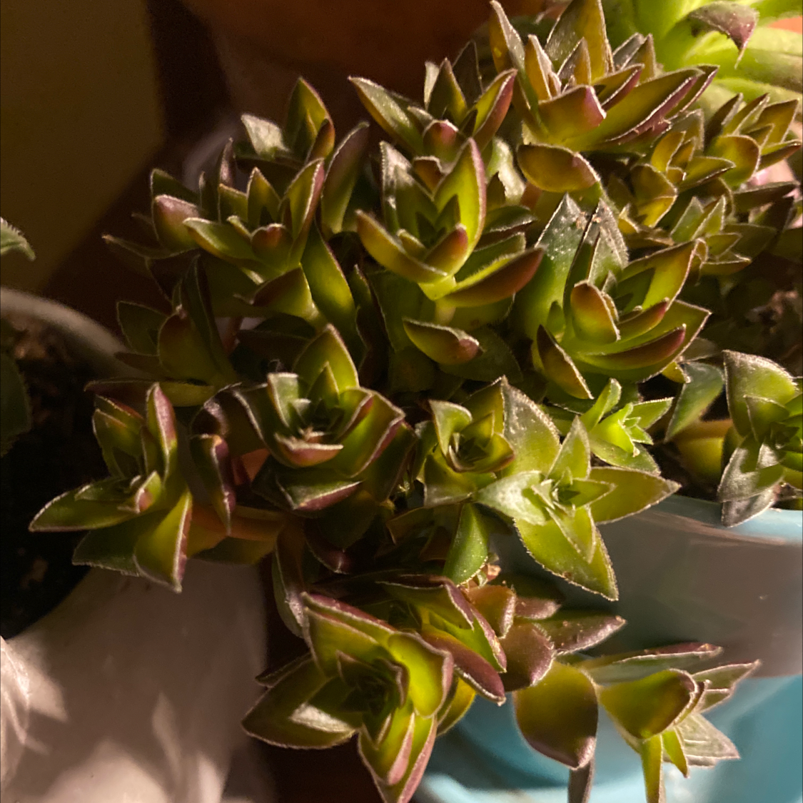 Healthy Red Pagoda succulent with green leaves and red edges.