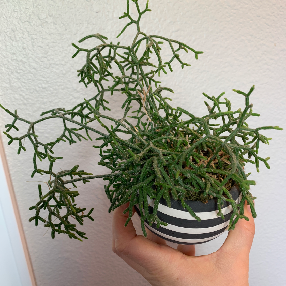 Hairy Stemmed Rhipsalis plant with thin, green, branching stems held in a hand.