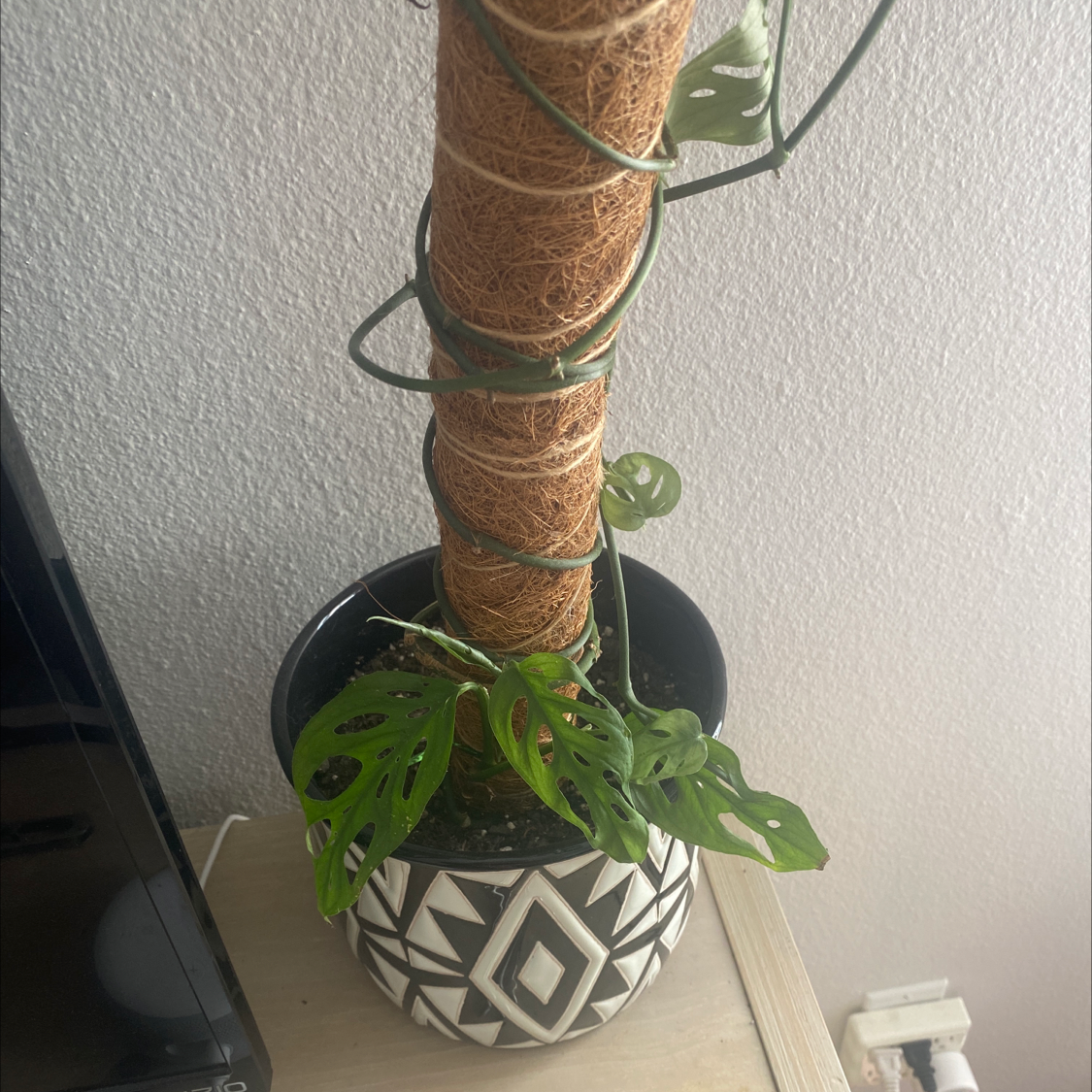 Closeup of a healthy Monstera deliciosa plant with vibrant green fenestrated leaves climbing a moss pole in a patterned pot.