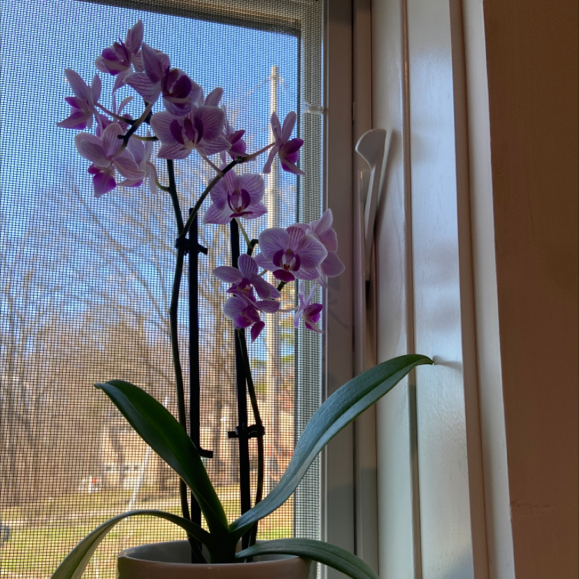 Noble Dendrobium orchid near a window with blooming flowers and green leaves.