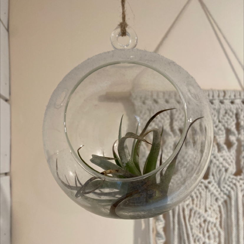 Spreading Airplant (Tillandsia) in a hanging glass terrarium with slight browning on leaf tips.