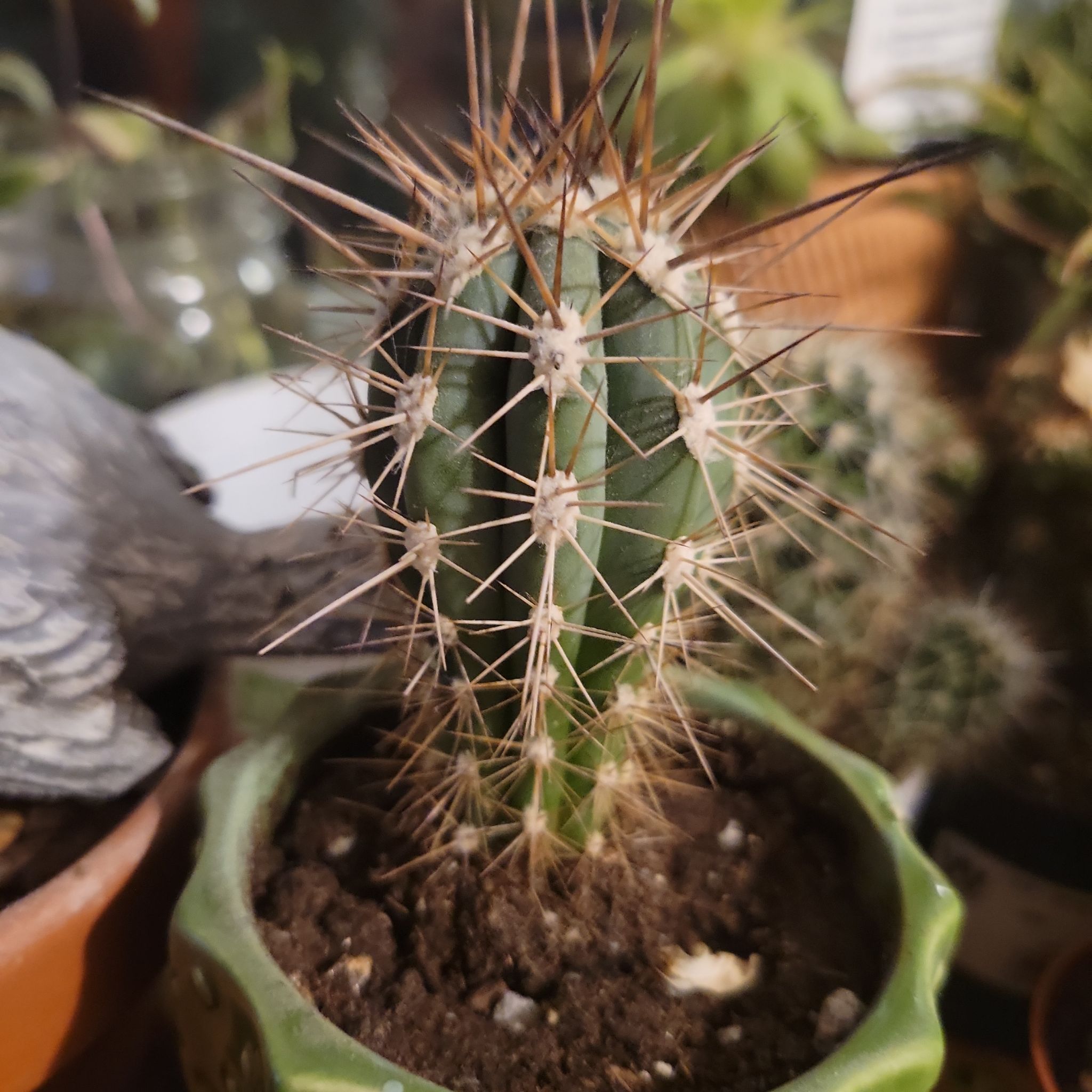Engelmann's Hedgehog Cactus in a pot with visible soil and prominent spines.