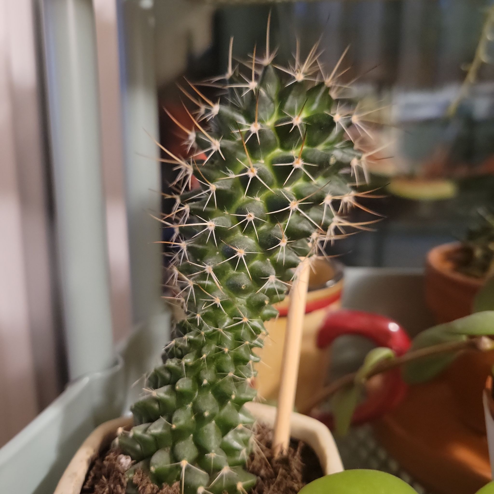 Curved Mammillaria Polythele cactus in a pot with visible soil.