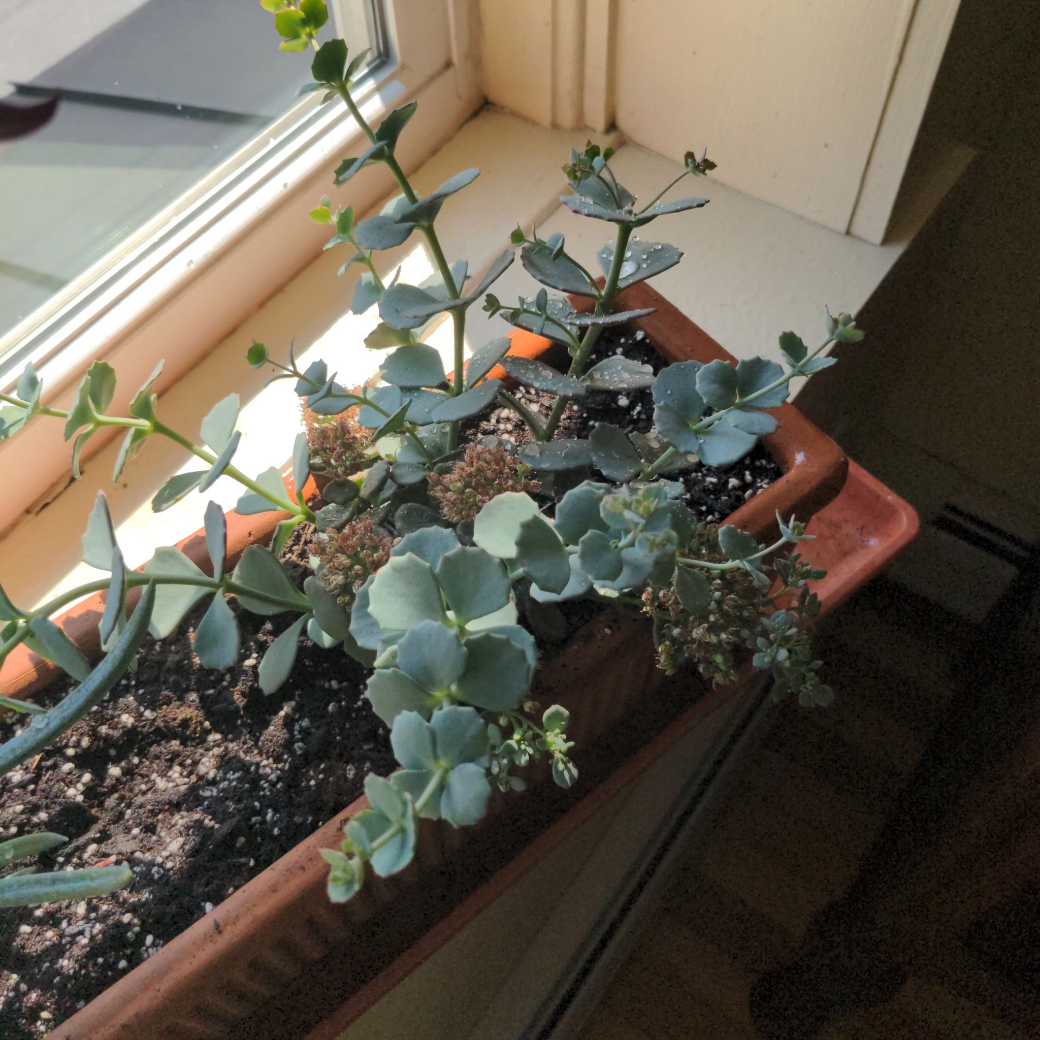 Potted October Daphne plant near a window, healthy with visible soil.