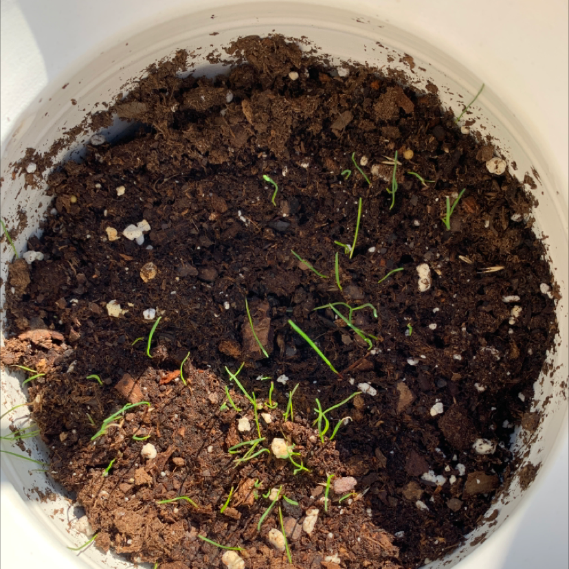 Photo of the plant species Blue Fescue by Amanda named Blue Grass Band on Greg, the plant care app