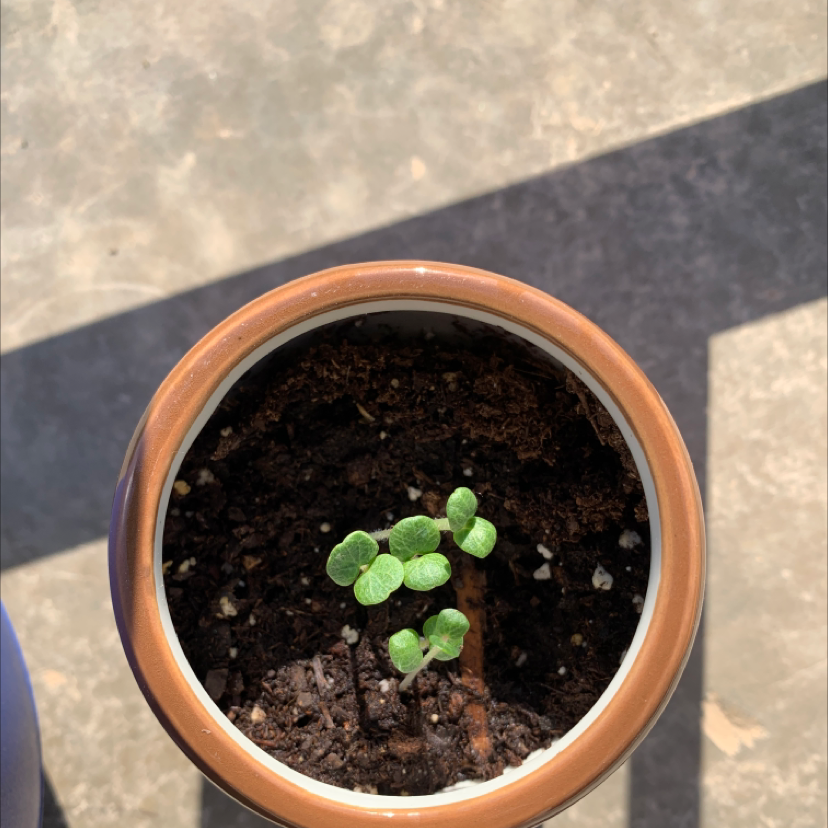 Photo of the plant species Moluccella Laevis by Amanda named Belle on Greg, the plant care app