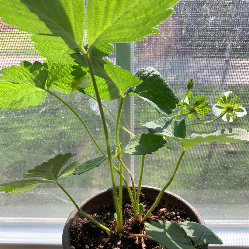 Potted California Strawberry plant near a window with vibrant green leaves and visible flowers.