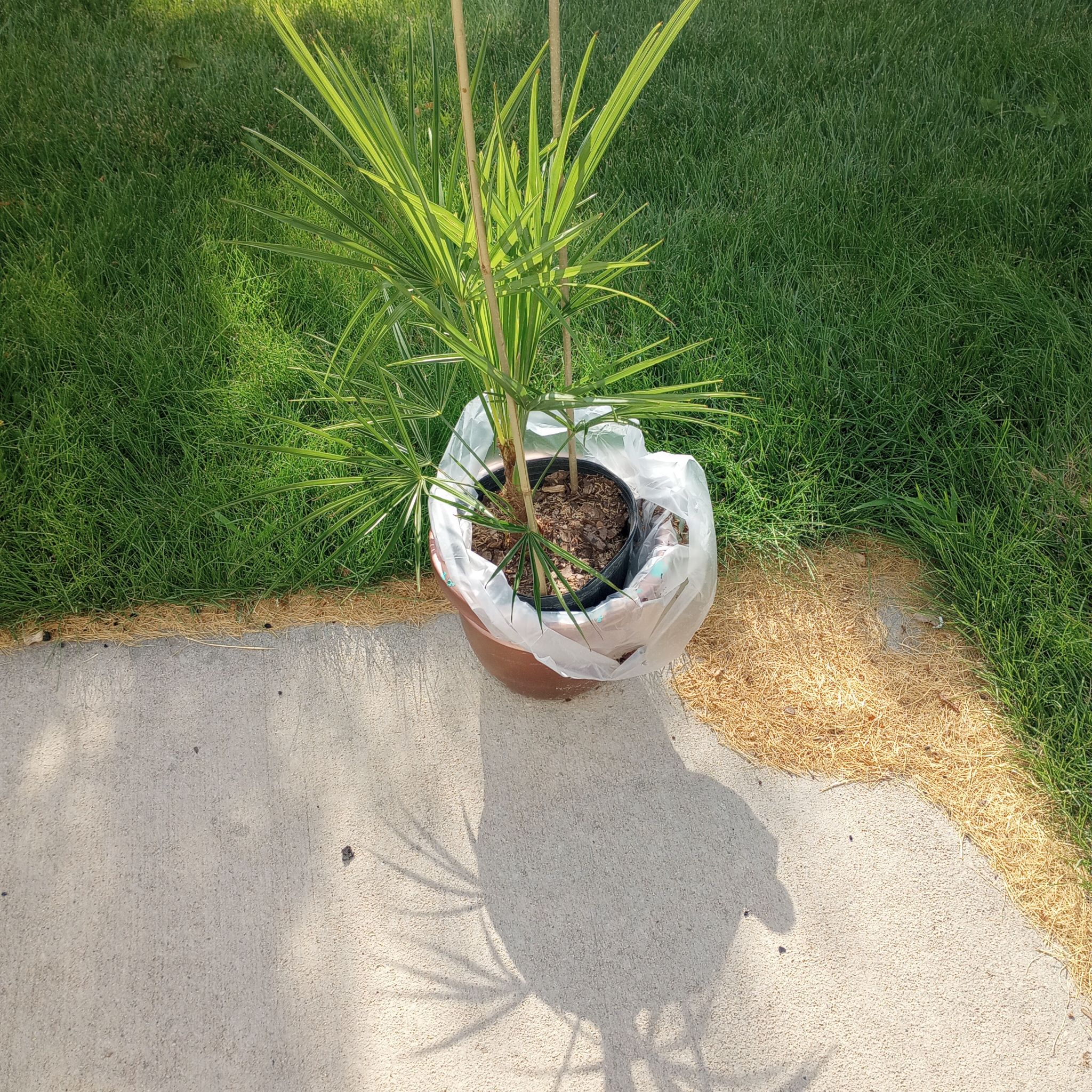 Potted Chinese Windmill Palm on concrete with grass background.