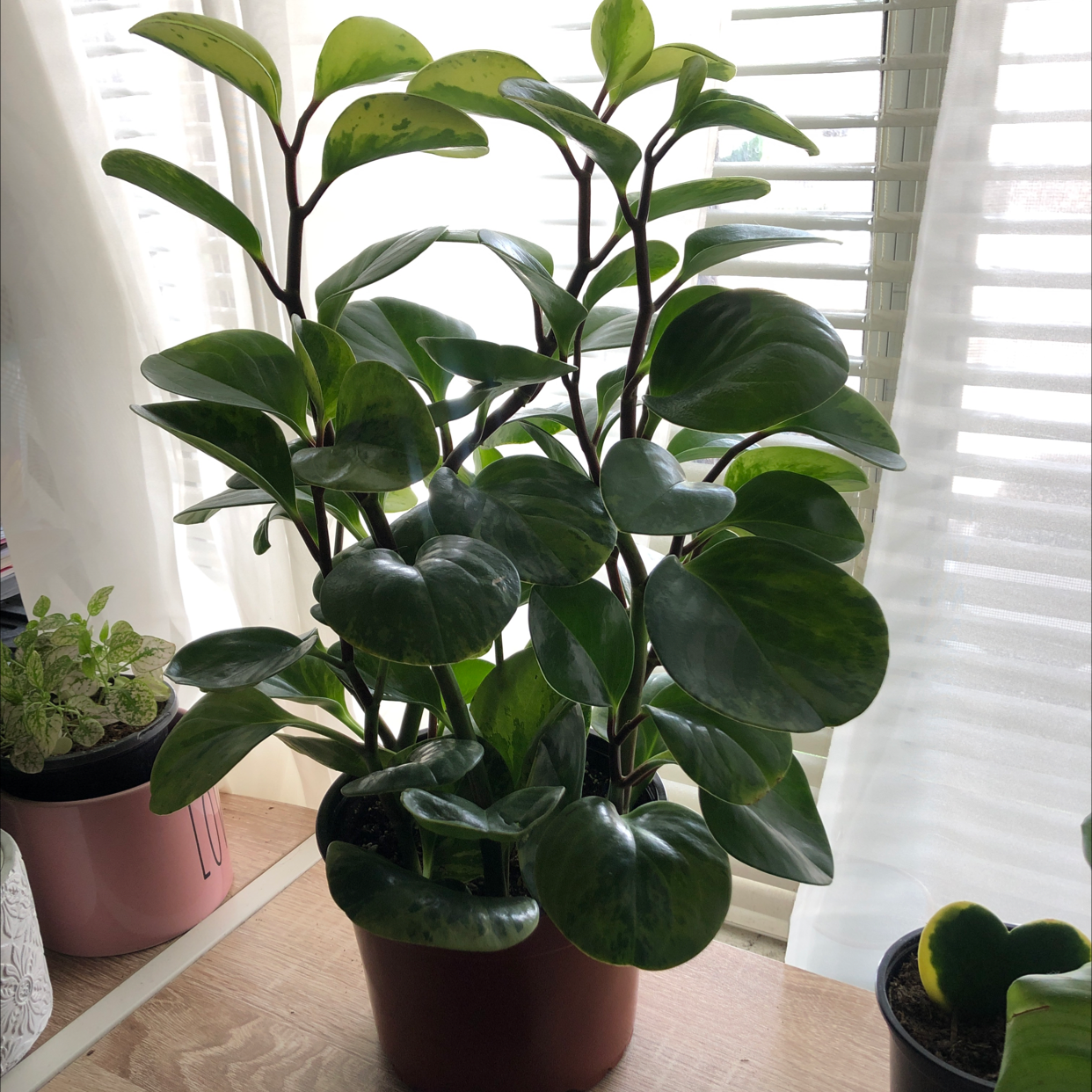 Photo of the plant species Marble Peperomia by @Cynthiaaa named Pepper on Greg, the plant care app