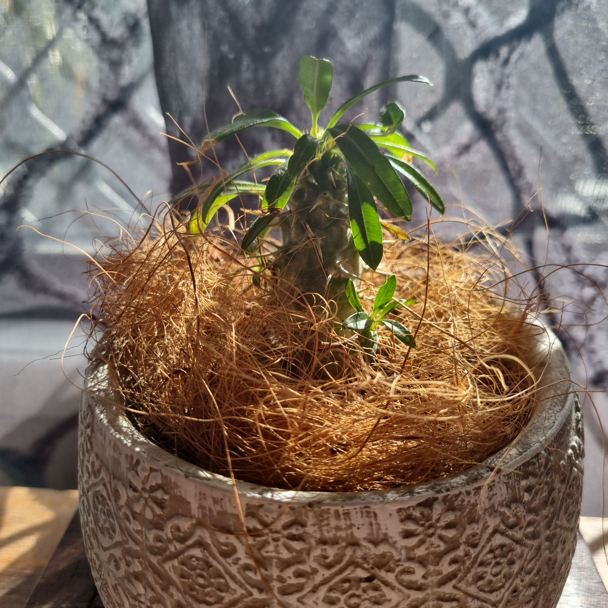 Photo of the plant species Chaparral Dodder by @tangledwoods named Pepi on Greg, the plant care app