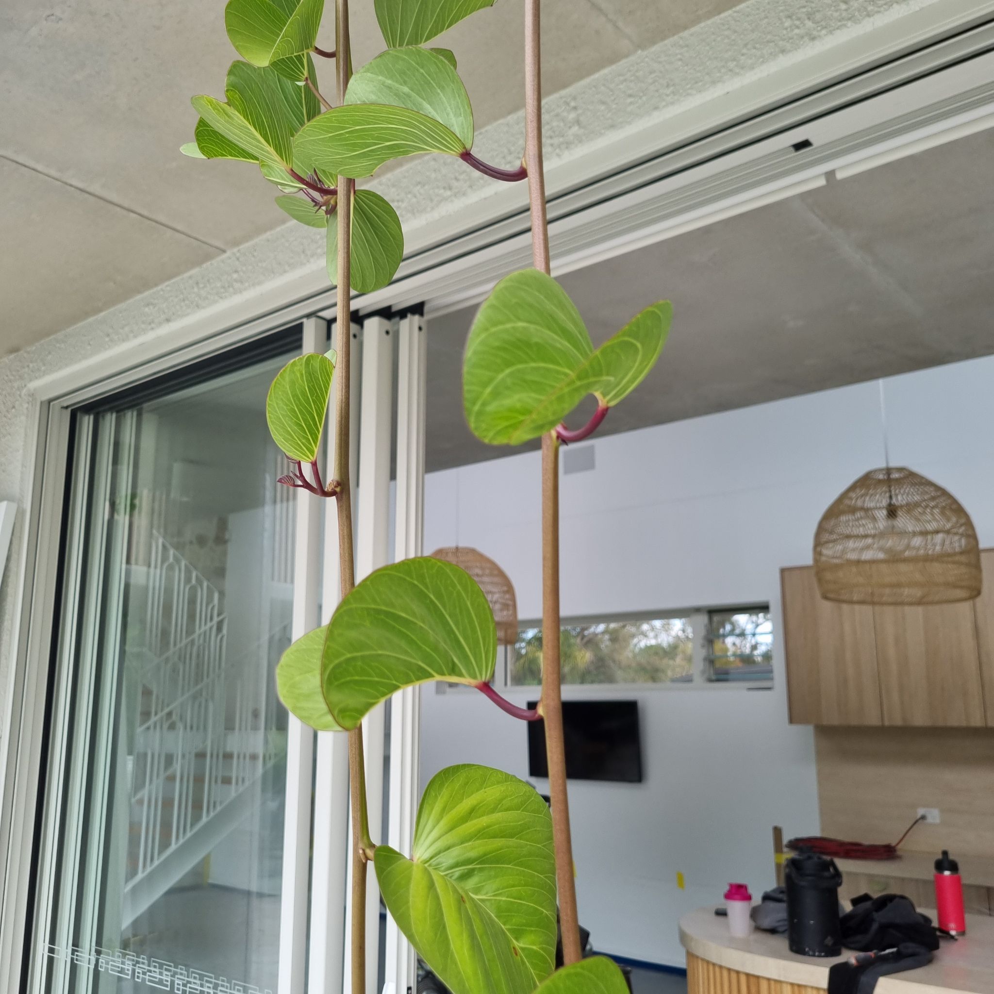 Plant care for Argyreia hylophila on Greg, the plant care app