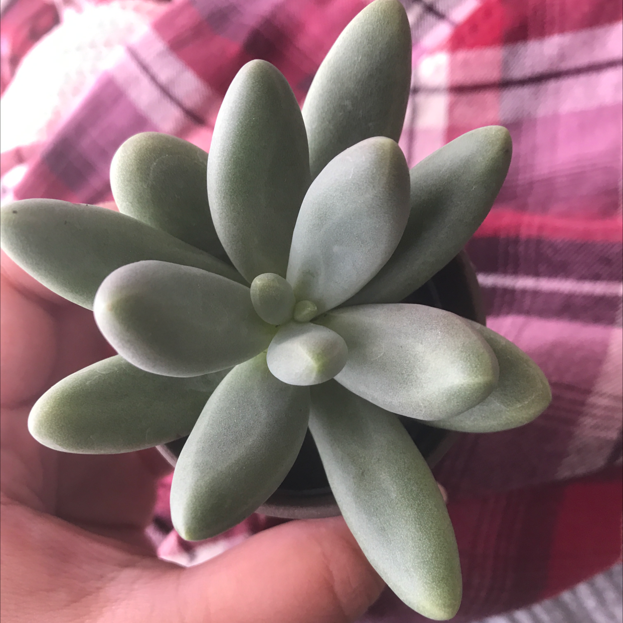 Healthy Pachyphytum 'Moon Silver' succulent held by a hand.