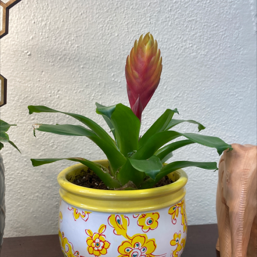 Photo of the plant species Vriesea Carinata by @Hayleeeee named Zuko on Greg, the plant care app