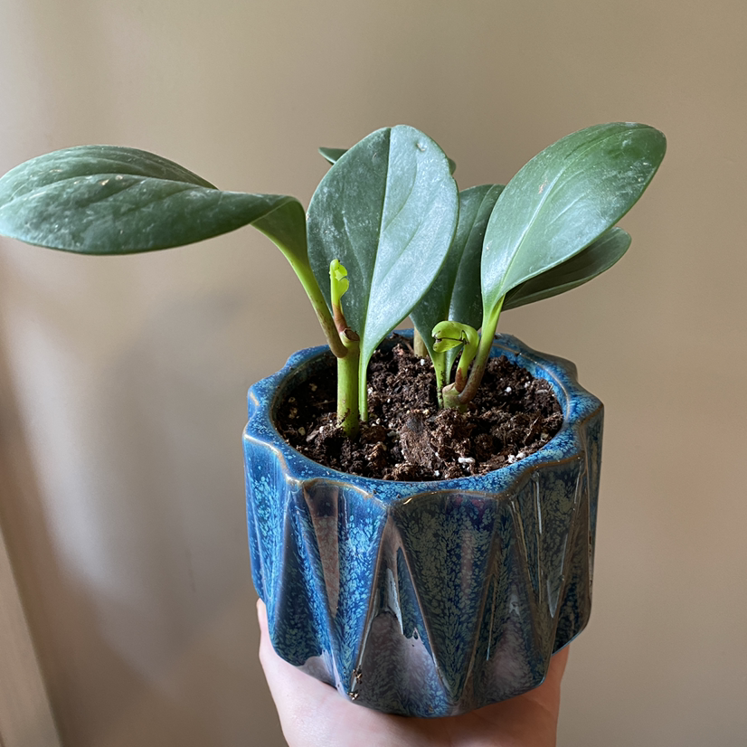 Peperomia Thailand plant in a blue pot, held by a hand.