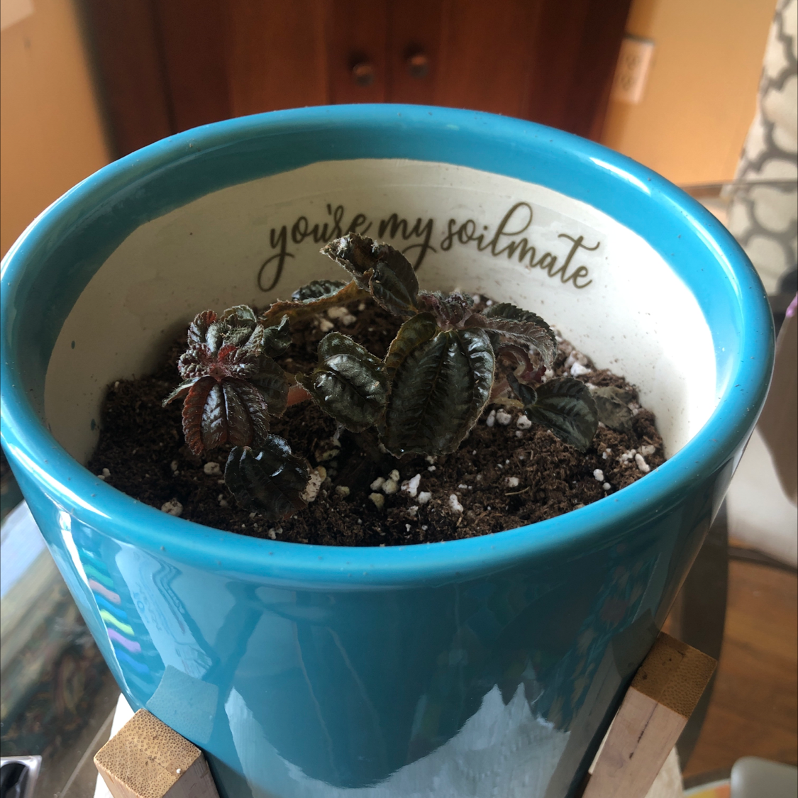 Friendship Plant in a blue pot with visible soil and some leaf browning.