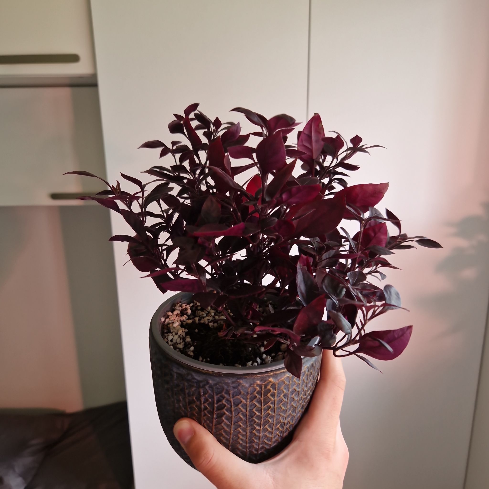 Potted Brazilian Joyweed with dark purple leaves, held by a hand.