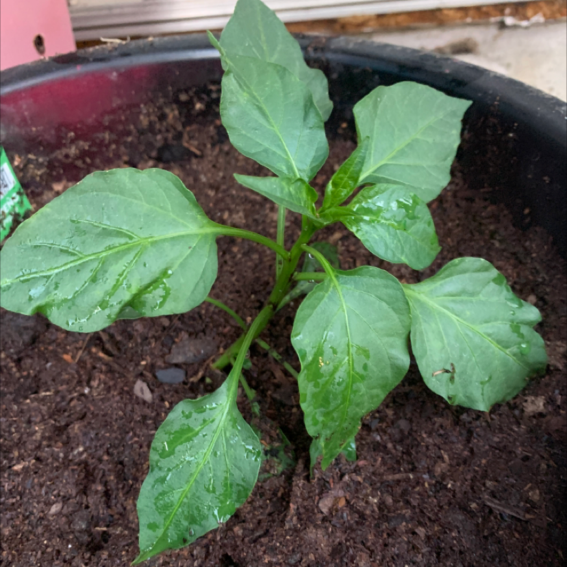 Young Jalapeño Pepper plant in a pot with moist soil and healthy green leaves.