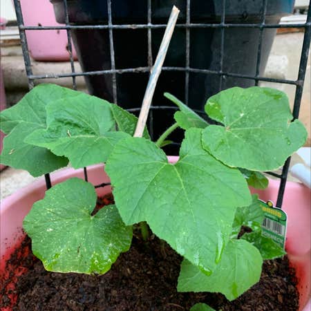 Photo of the plant species Cucurbita Moschata by @ShimmeringPlants22 named Squash 🌱 on Greg, the plant care app