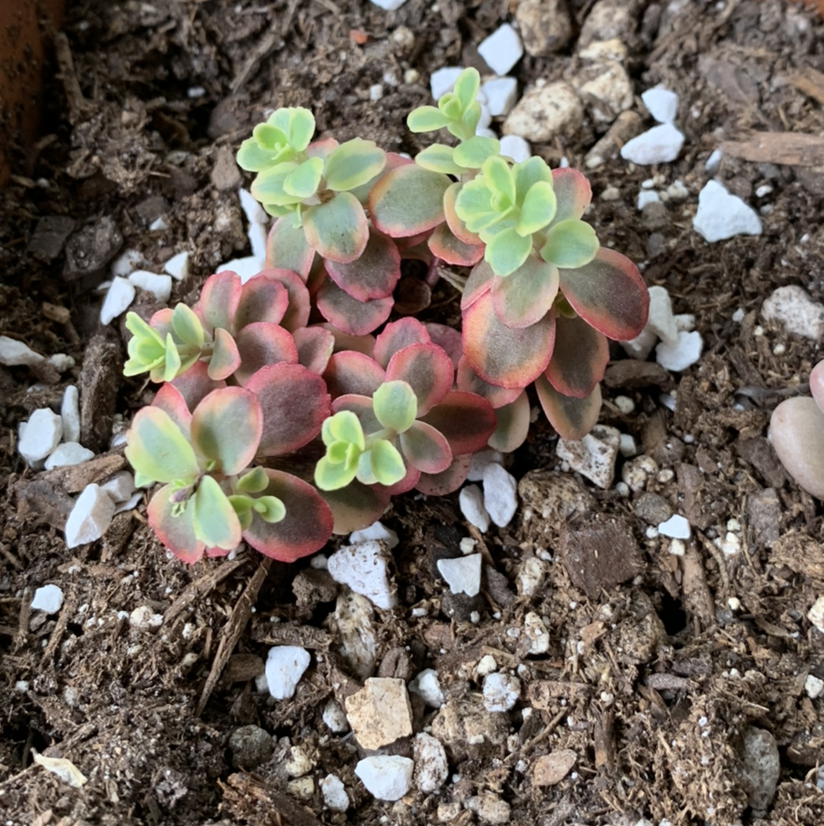 Photo of the plant species Sedum Sunsparkler 'WildFire' by @ShimmeringPlants22 named Rosa on Greg, the plant care app