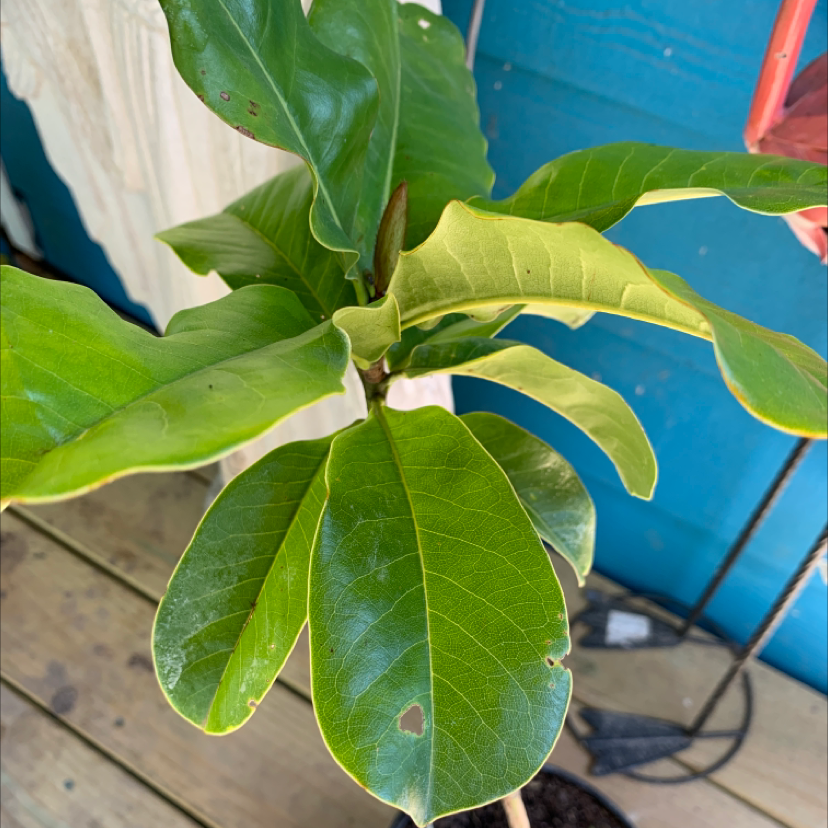 Why Are the Leaves on My Southern Magnolia Turning Yellow?