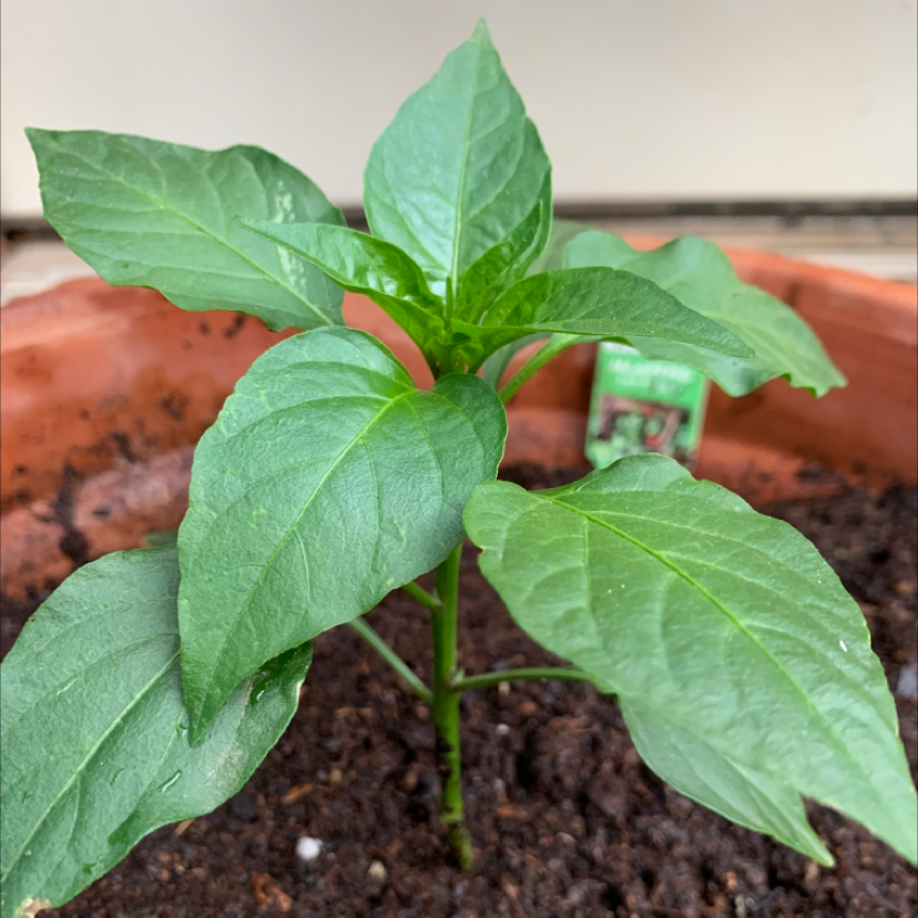 Healthy Jalapeño Pepper plant in a pot with visible soil.