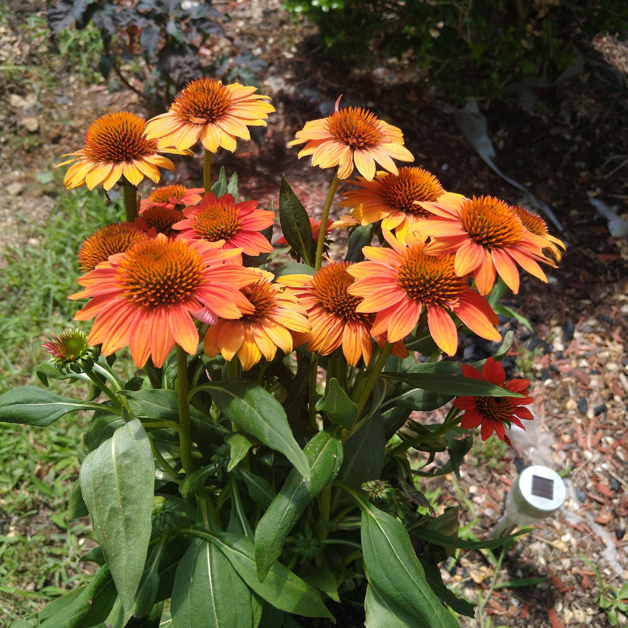 Healthy Purple Coneflower plant with vibrant orange flowers.