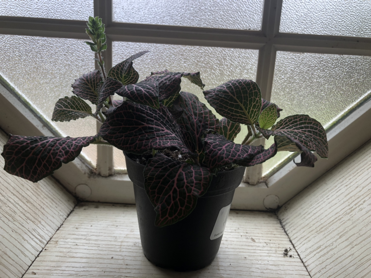 Nerve Plant plant photo by @spiddzee named Genesis on Greg, the plant care app.