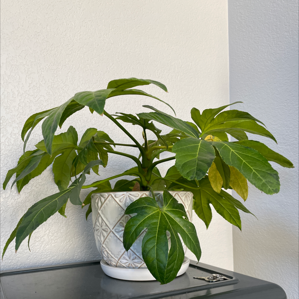Fatsia plant in a decorative pot with some yellowing leaves.